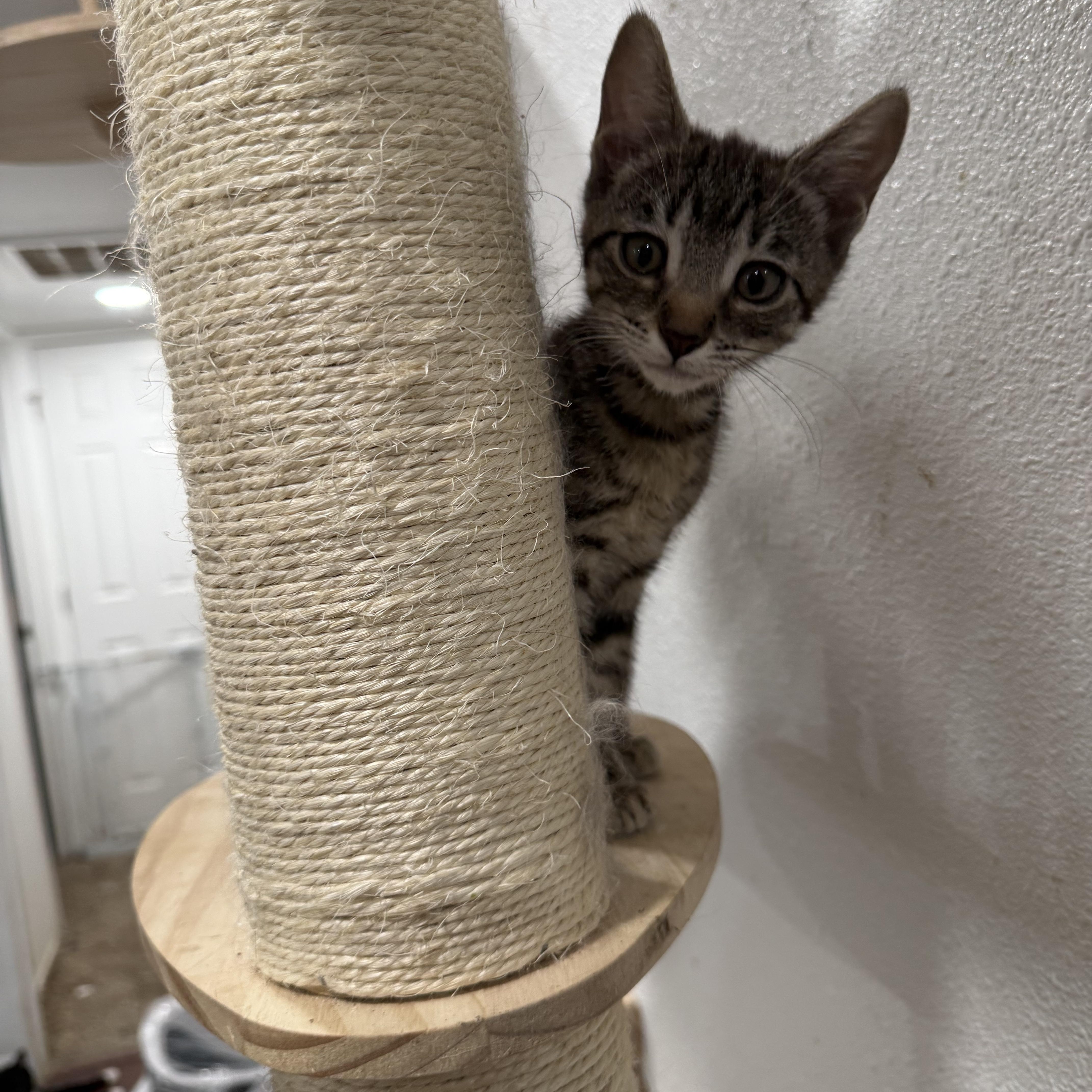 Tiny Tail thumbnail 5