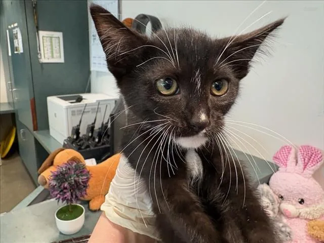 A baby medium-sized female Domestic Short Hair cat named Faith for adoption in Chatsworth, CA