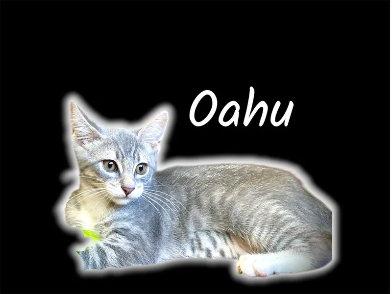 Oahu