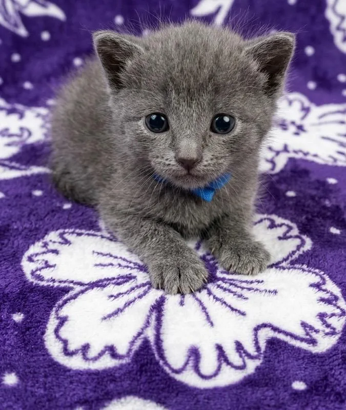 A baby small-sized female Domestic Short Hair cat named Chiffon for adoption in Ewing, NJ