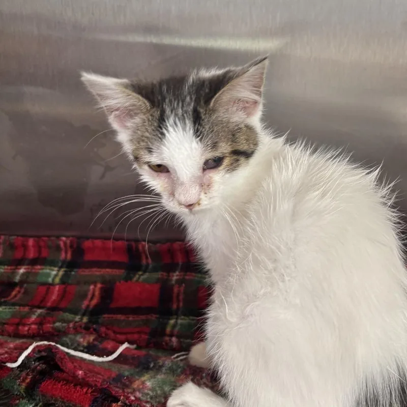 A baby small-sized female White Domestic Short Hair cat named Dory for adoption in Madisonville, TN