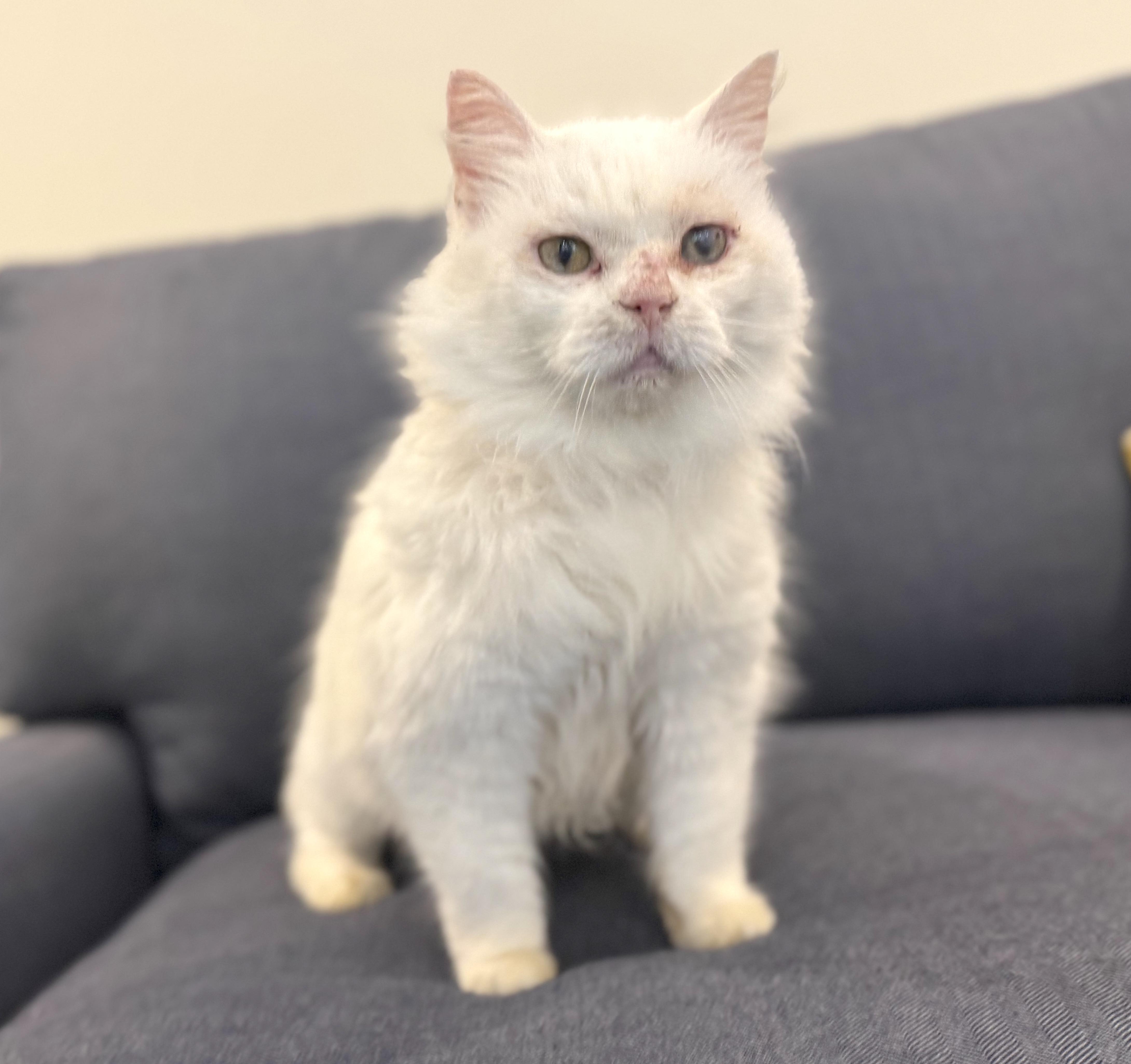 A senior medium-sized female White Domestic Medium Hair cat named Pearl for adoption in Savannah, GA