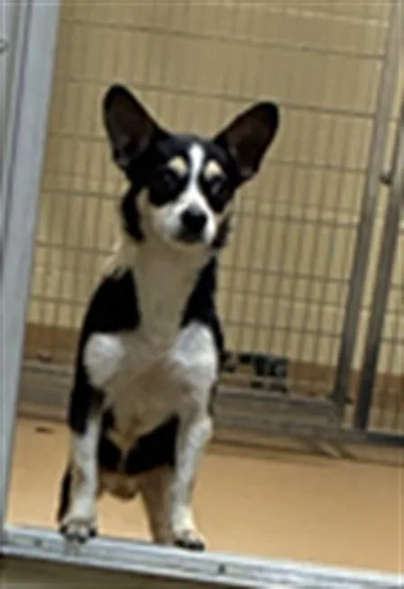 An adult small-sized male Rat Terrier dog named Teenie Weenie for adoption in Texas City, TX