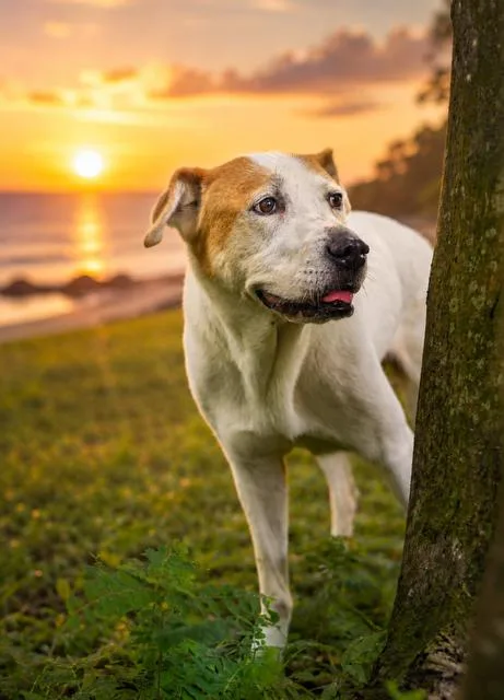 An adult medium-sized female Hound dog named Sweetie for adoption in Palm Harbor, FL