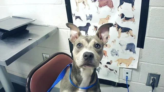 A young medium-sized female Pit Bull Terrier dog named Cheddar Sauce for adoption in Fayetteville, NC