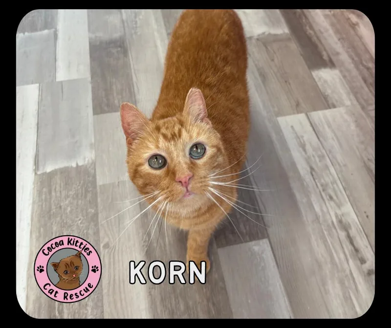 An adult medium-sized male Domestic Short Hair cat named Korn for adoption in Hershey, PA