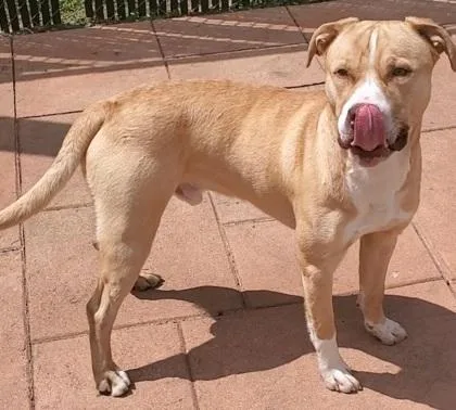 A young large-sized male Terrier dog named Blaze for adoption in Shreveport, LA