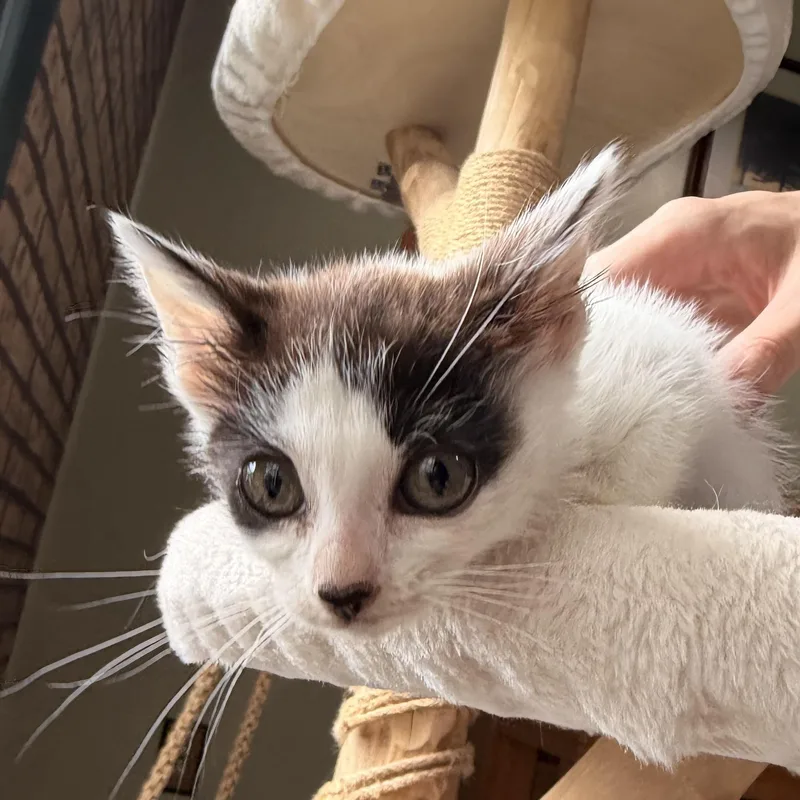 A baby medium-sized female Black American Shorthair cat named Sweet Caroline for adoption in Scranton, PA