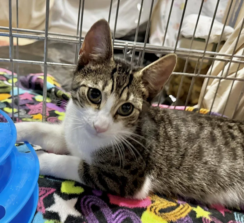 A baby medium-sized male Gray & White Tabby cat named Crackerjack for adoption in Spring City, PA