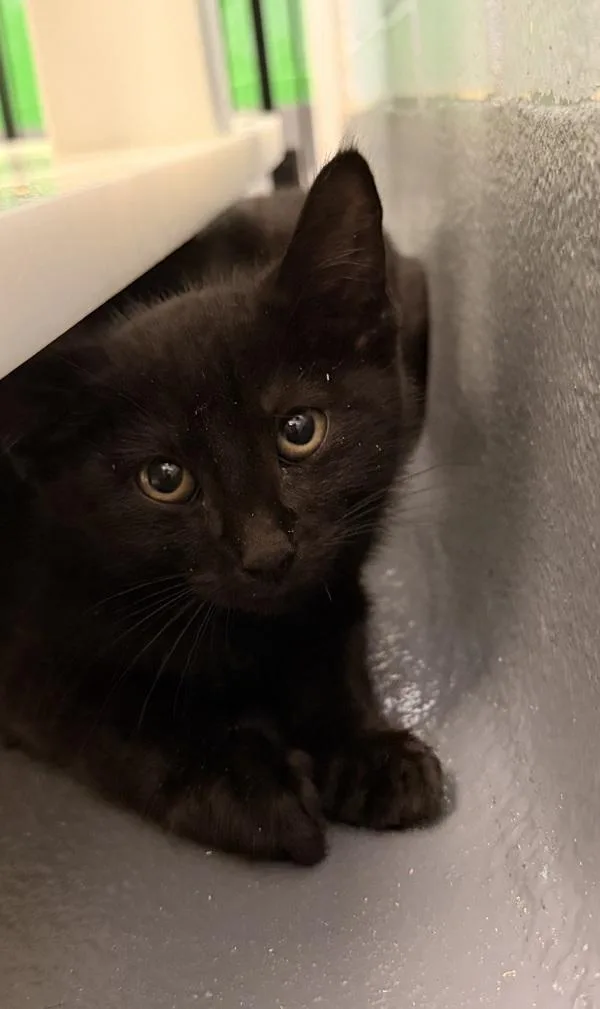 A baby small-sized male Domestic Short Hair cat named Kermit for adoption in Canton, GA