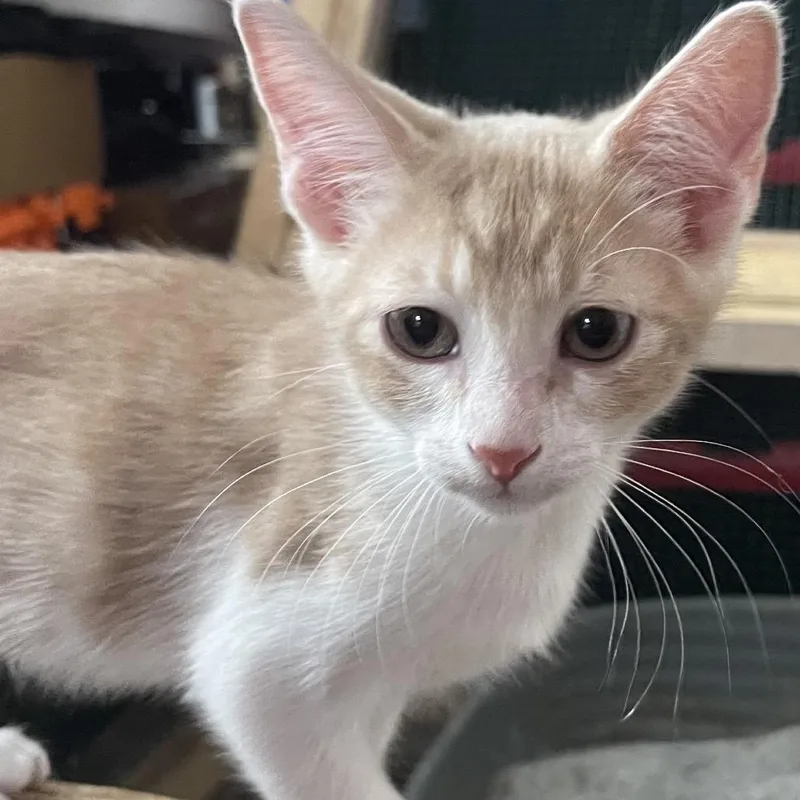 A baby small-sized female Orange / Red Domestic Short Hair cat named Molly for adoption in Santa Fe, TX
