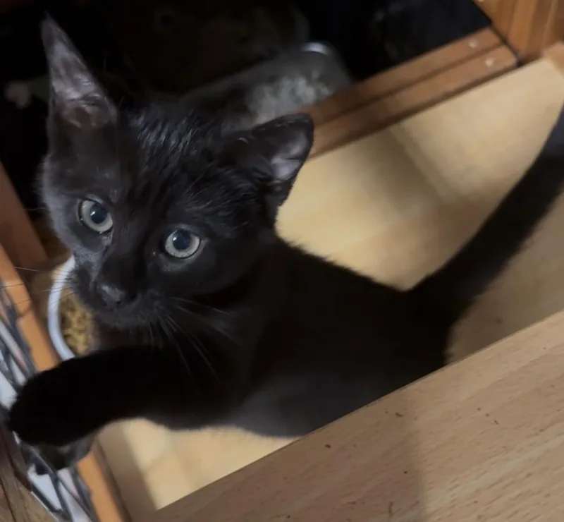 A baby small-sized male Black Domestic Short Hair cat named Benedict for adoption in Taylor, PA