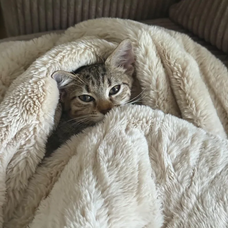 A baby medium-sized female Tabby (Brown / Chocolate) Domestic Short Hair cat named Suki for adoption in miami, FL