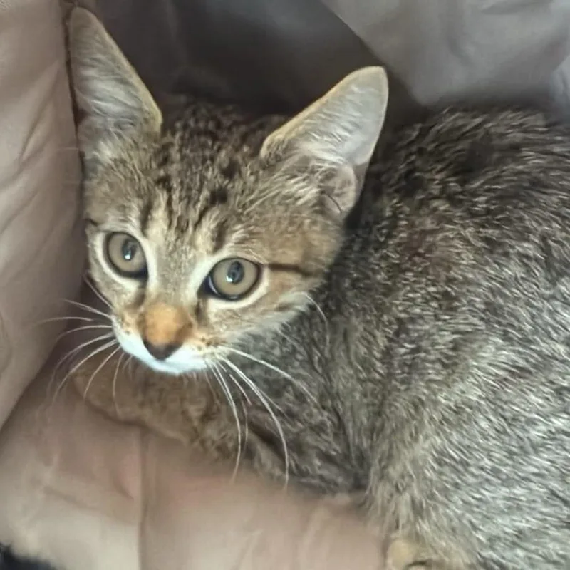 Suki thumbnail 2