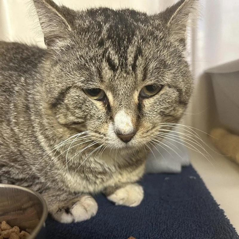 An adult medium-sized male Brown / Chocolate Domestic Short Hair cat named Lizard for adoption in Dallas, TX