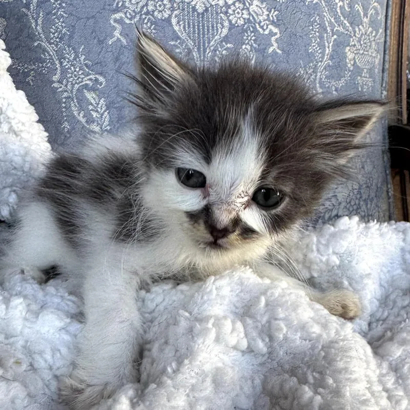 A baby small-sized female Gray / Blue / Silver Domestic Short Hair cat named Valentine for adoption in Long Beach, CA