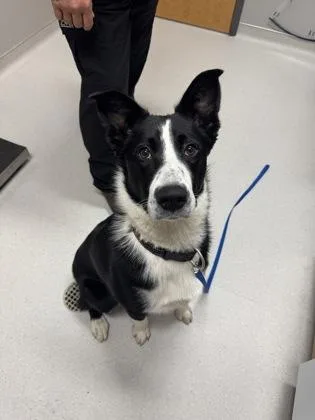 An adult large-sized male McNab dog named Hank for adoption in Missoula, MT