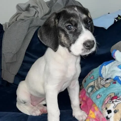 A baby medium-sized female White / Cream Labrador Retriever dog named Rachael Ann for adoption in Goodlettsville, TN