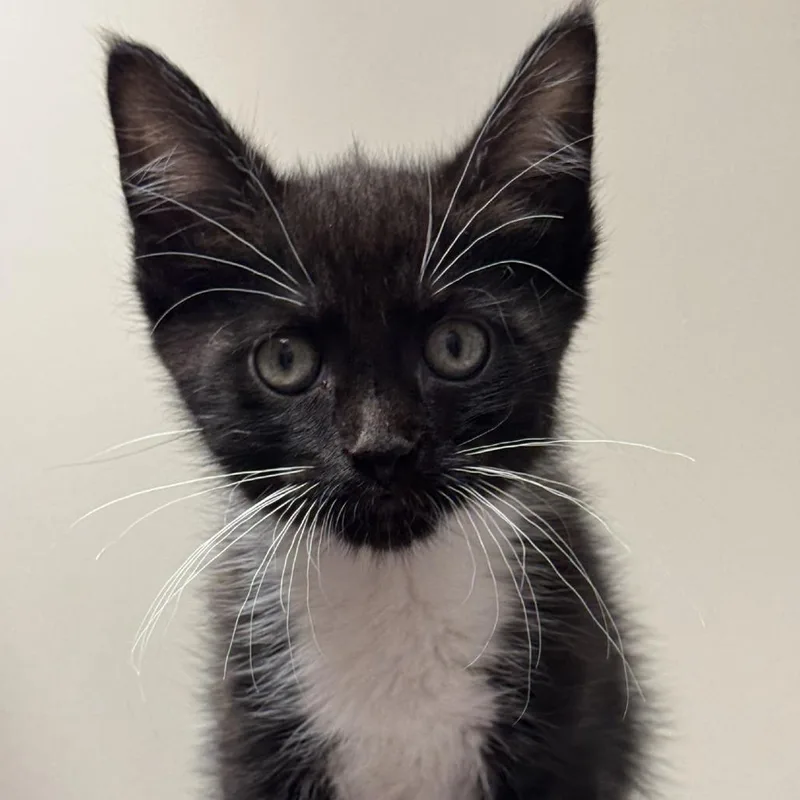 A baby small-sized female Tortoiseshell Domestic Short Hair cat named Syrup for adoption in Blue Ridge, GA