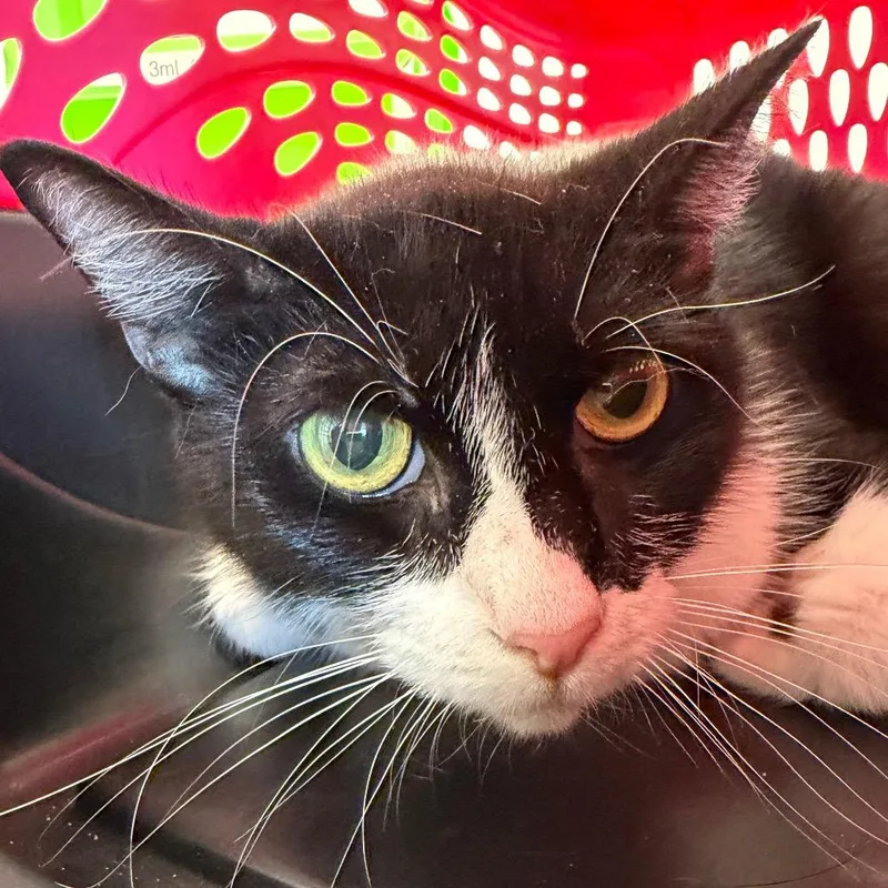 A senior medium-sized female Black Domestic Short Hair cat named Bandit for adoption in Clearwater, FL