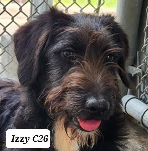 A baby medium-sized female Black Wirehaired Terrier dog named Izzy for adoption in Morganton, NC
