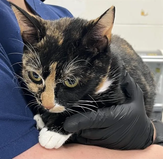 An adult medium-sized female Domestic Short Hair cat named Luna for adoption in Upper Marlboro, MD
