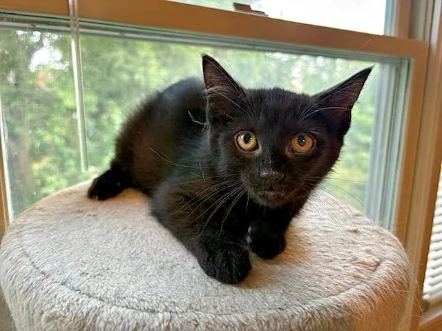 A baby medium-sized male Black Domestic Short Hair cat named Johnny for adoption in Pittsburgh, PA