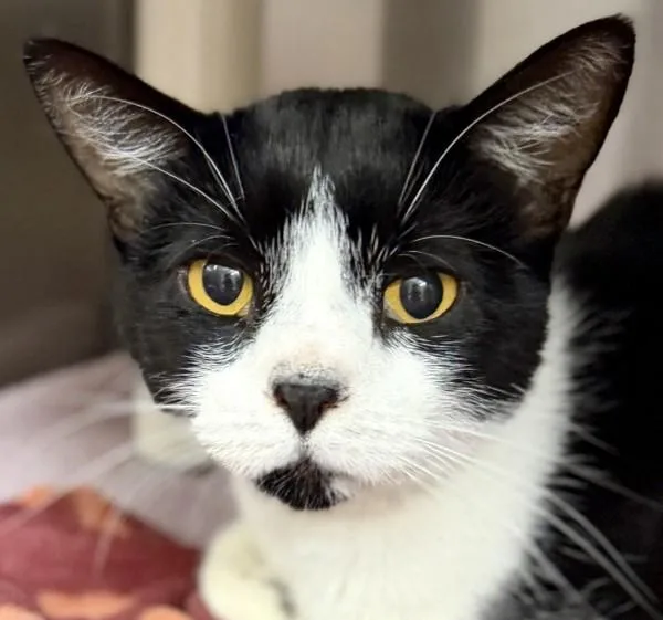 An adult medium-sized female Domestic Short Hair cat named Rain for adoption in Walnut Creek, CA