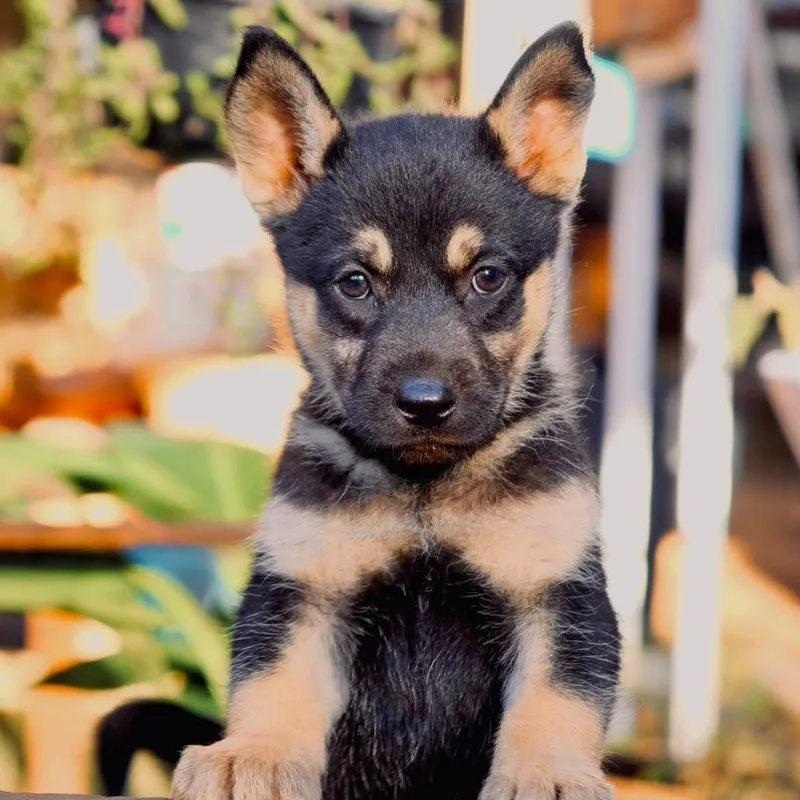 A baby large-sized female Siberian Husky dog named Betty for adoption in San Diego, CA