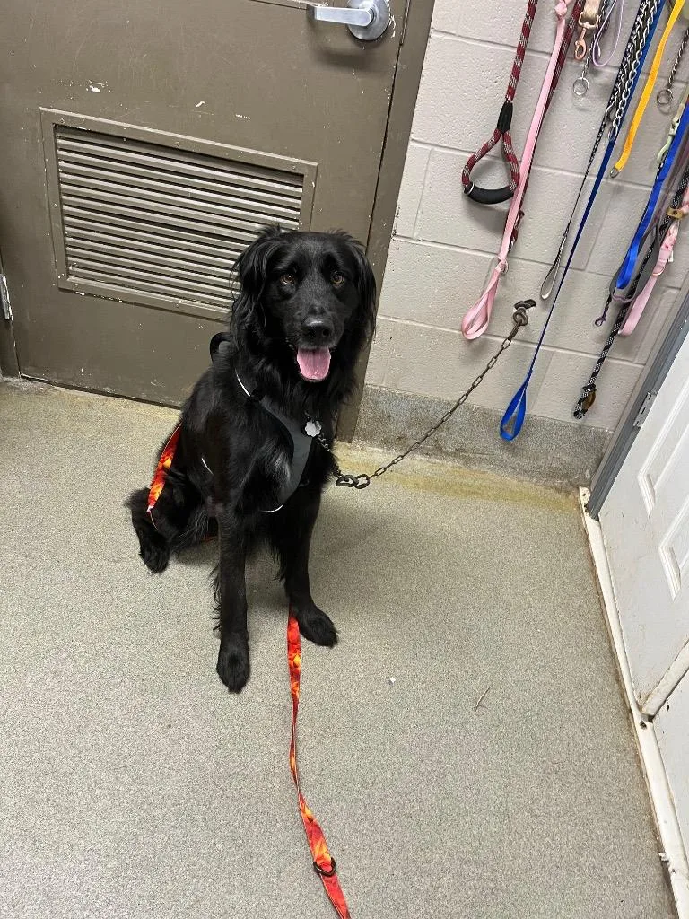 An adult large-sized male Retriever dog named Tank Dog for adoption in Hopkinsville, KY