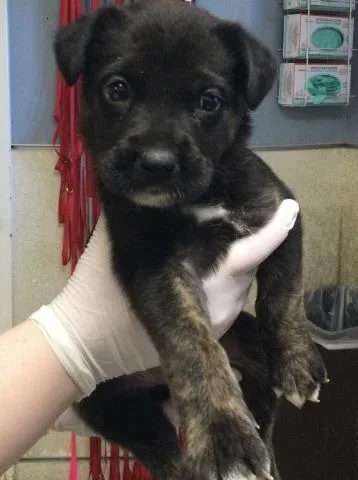 A baby small-sized female German Shepherd Dog dog named Lana for adoption in Riverside, CA