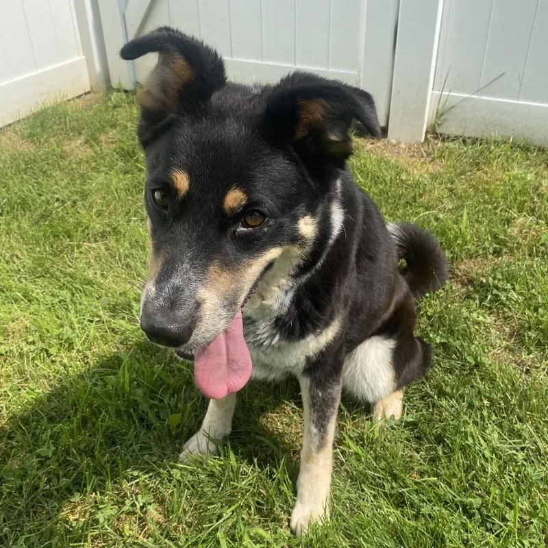 An adult large-sized female Brown / Chocolate Shepherd dog named Selena for adoption in Harrisonburg, VA