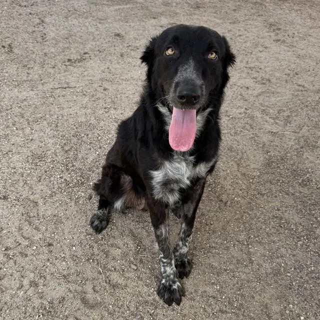 An adult medium-sized female Shepherd dog named Kiwi for adoption in Thousand Palms, CA