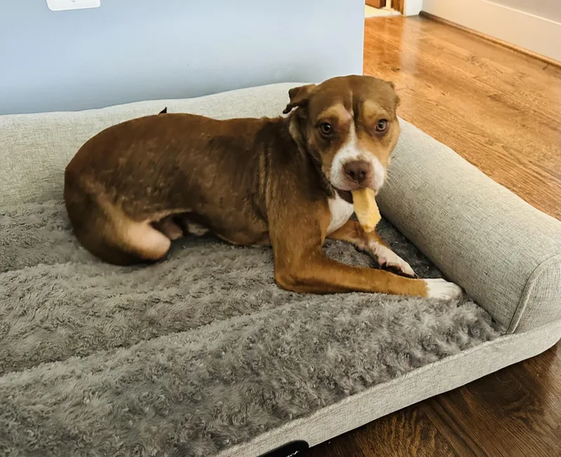 A young medium-sized male Boxer dog named Eddie for adoption in Leesburg, VA