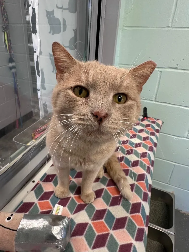 Garfield thumbnail 2