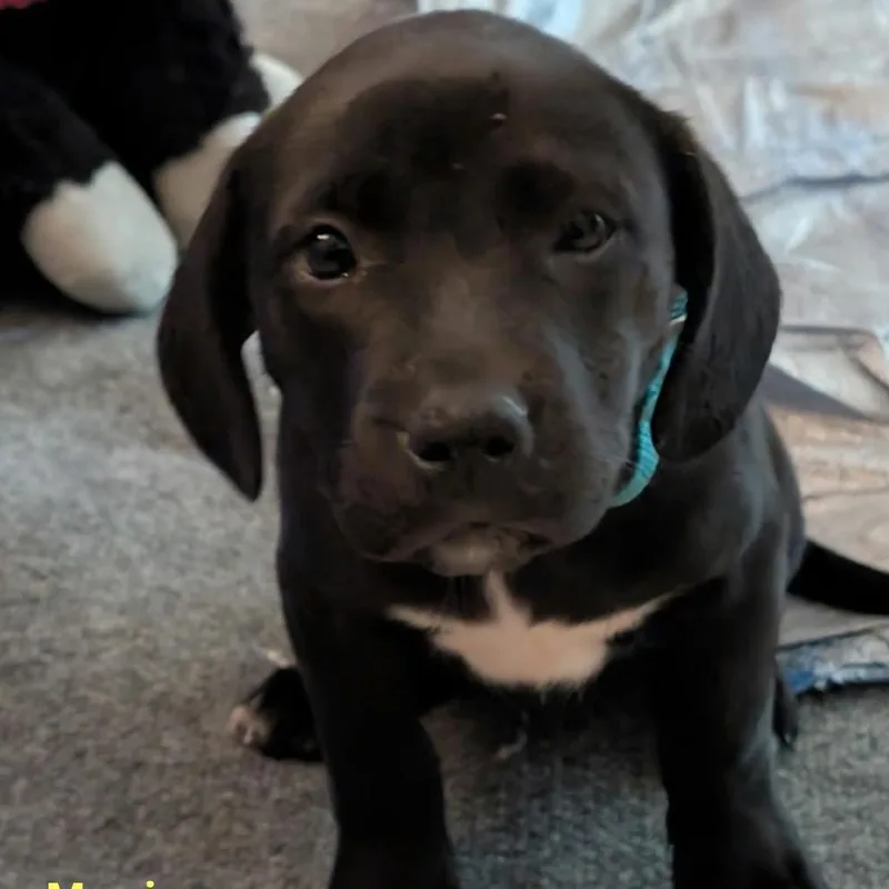 A baby medium-sized female Black Labrador Retriever dog named Monica Rambeau for adoption in New Orleans, LA