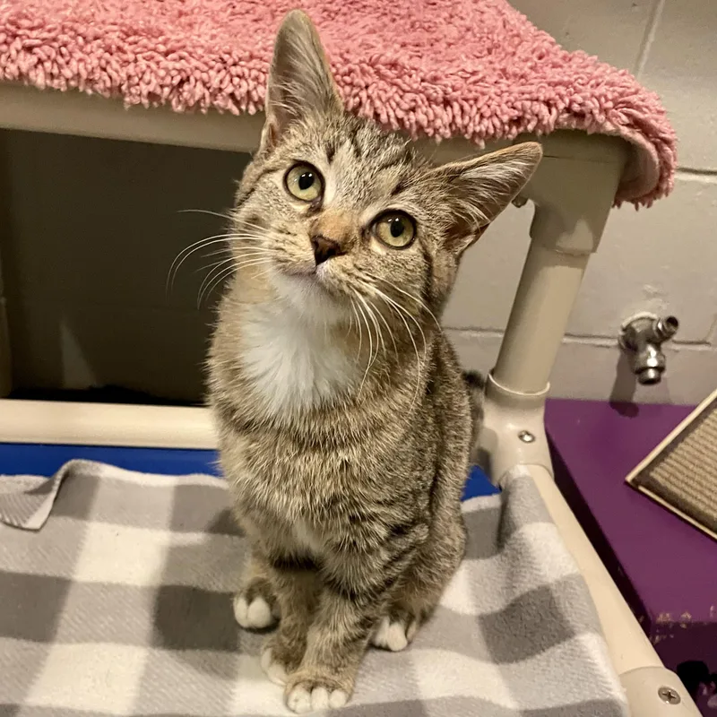 A young small-sized female Tabby (Brown / Chocolate) Domestic Short Hair cat named Lizzie for adoption in Columbus, IN