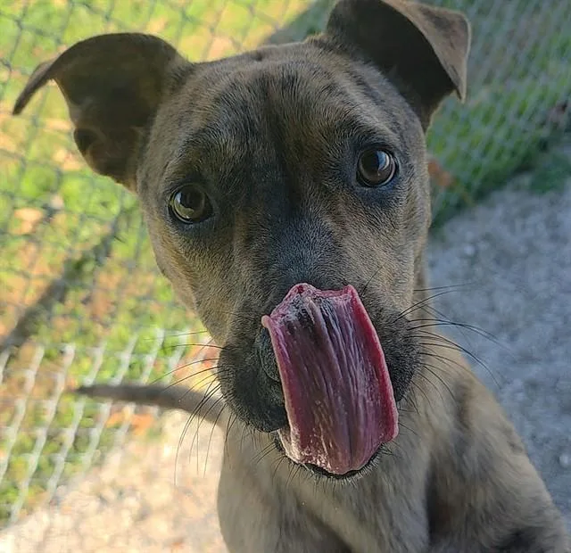 A young medium-sized female Hound dog named Bon Bon for adoption in Rogers, AR