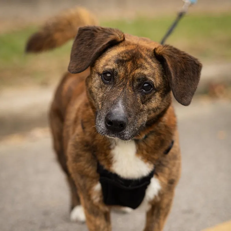 A senior medium-sized female Brindle Cardigan Welsh Corgi dog named Bayley for adoption in Evansville, IN