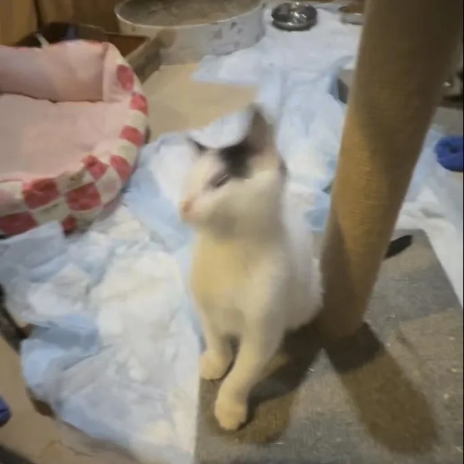 A baby small-sized female White Domestic Short Hair cat named Blossom for adoption in Syosset, NY