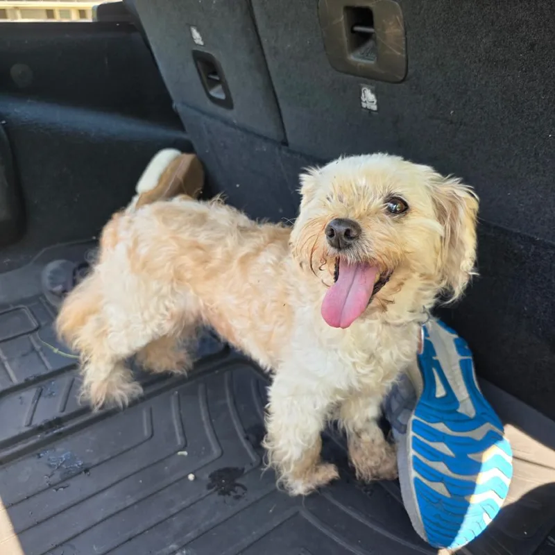 A senior small-sized female Apricot / Beige Mixed Breed dog named Stella for adoption in Moravia, NY