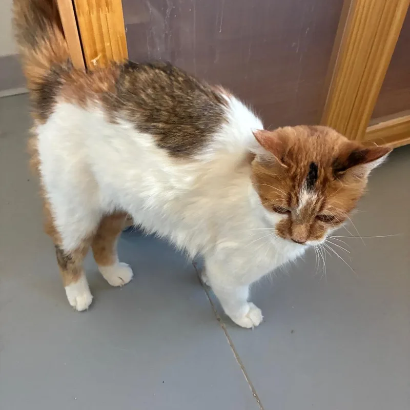 An adult medium-sized female Calico American Shorthair cat named Ms. T for adoption in Torrey, UT