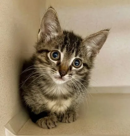 A baby medium-sized female Black Domestic Short Hair cat named Towa Bird for adoption in Sacramento, CA