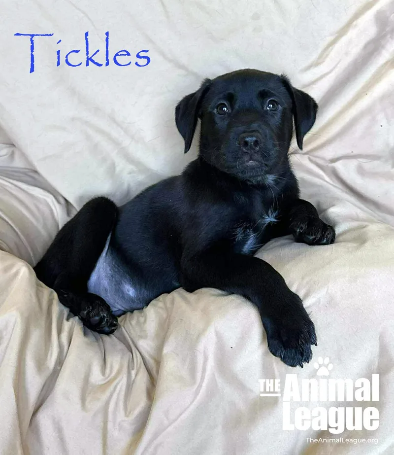 A baby medium-sized male Black Labrador Retriever dog named Tickles for adoption in Groveland, FL