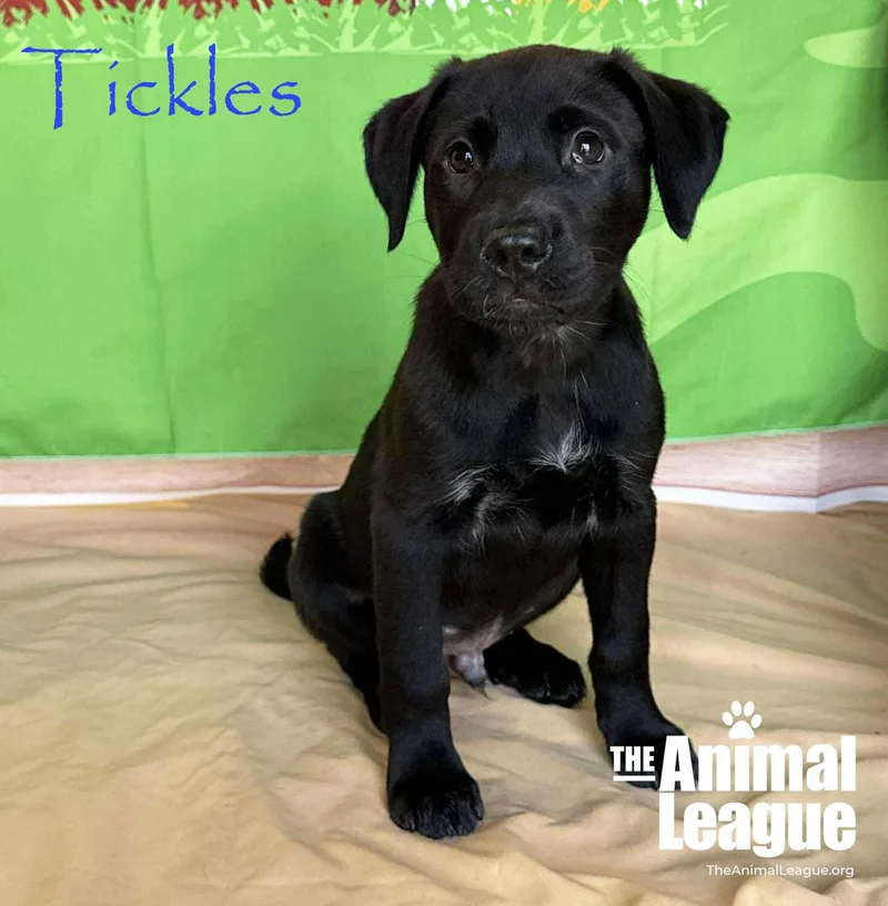 Tickles thumbnail 2