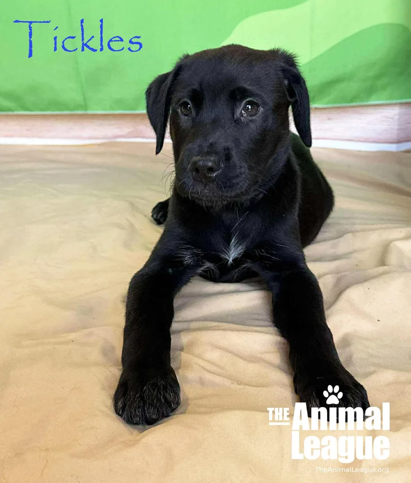 Tickles thumbnail 3