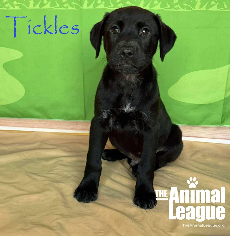 Tickles thumbnail 4