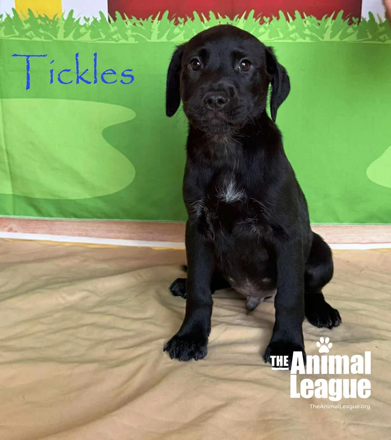 Tickles thumbnail 5