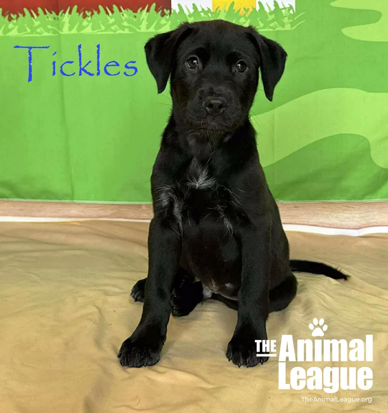 Tickles thumbnail 6