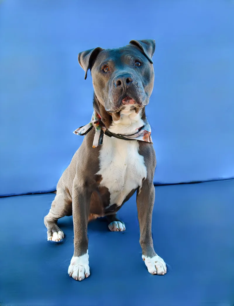 An adult medium-sized male Pit Bull Terrier dog named Cliff for adoption in Pasadena, CA